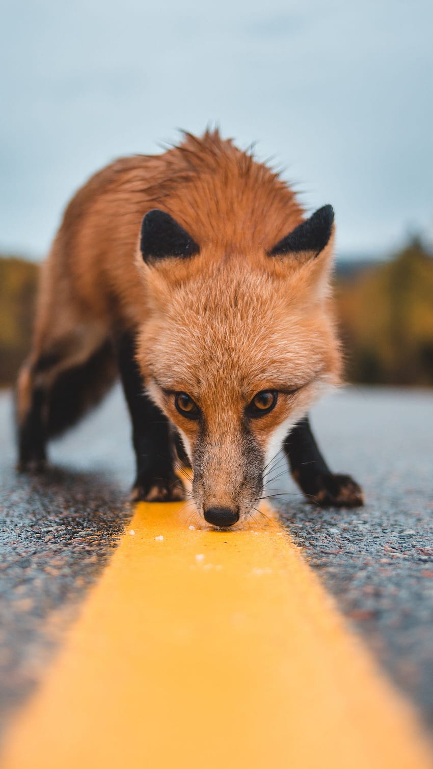 fox, asphalt, markup, sniff HD phone wallpaper