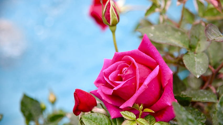 Mawar yang indah, mawar, alam, bunga, merah Wallpaper HD