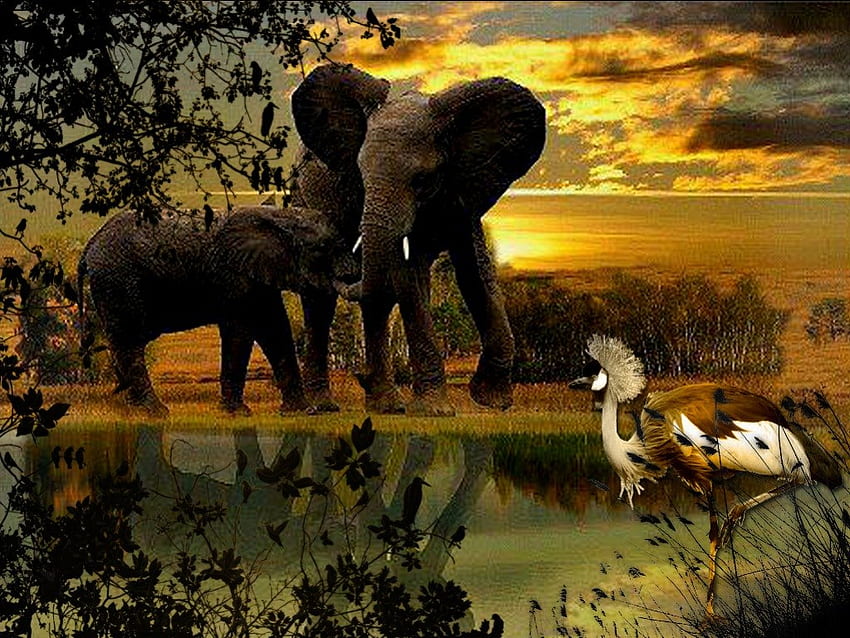 майка слон, слон и малка демоазел, майка и, слон, малко HD тапет