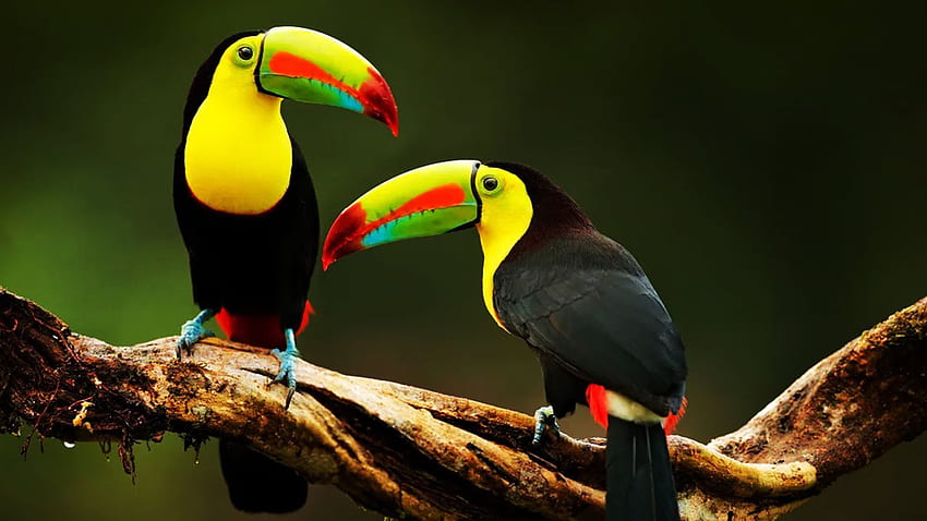 Dos pájaros de tucán de pico colorido y afilado están parados en la rama de un árbol en un oscuro borroso fondo de pantalla
