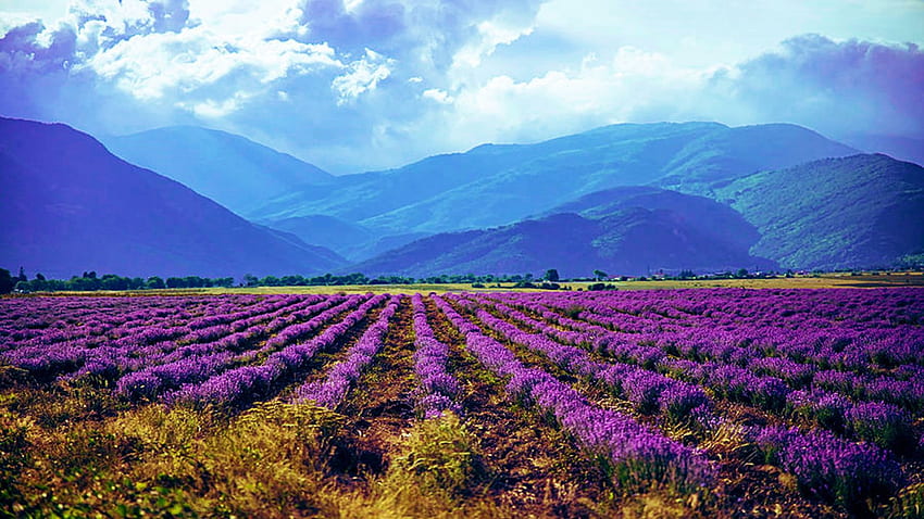 Campos de lavanda en el hueco de Karlovo en Bulgaria, púrpura, filas, flores, nubes, paisaje, cielo, flores, montañas fondo de pantalla