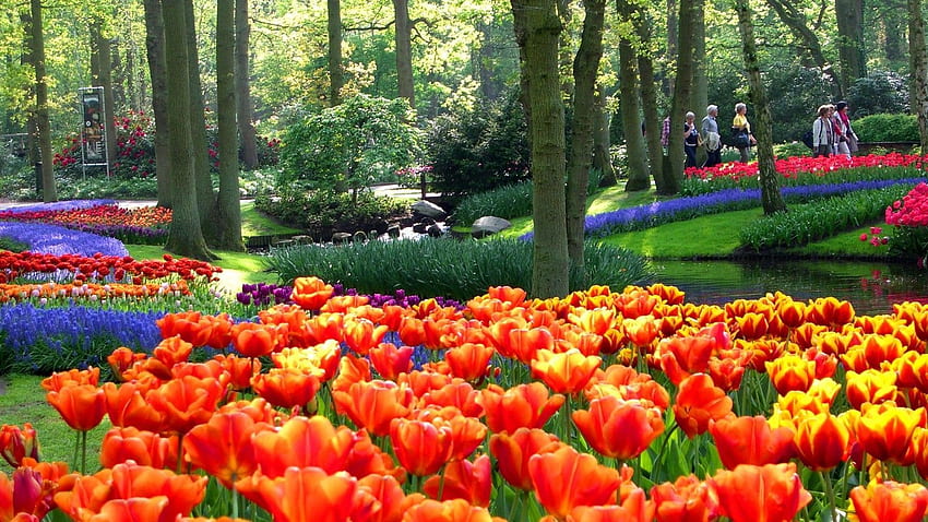 Gardens Keukenhof Lisse South Holland The Netherlands . . Most beautiful gardens, Beautiful gardens, Amazing gardens HD wallpaper