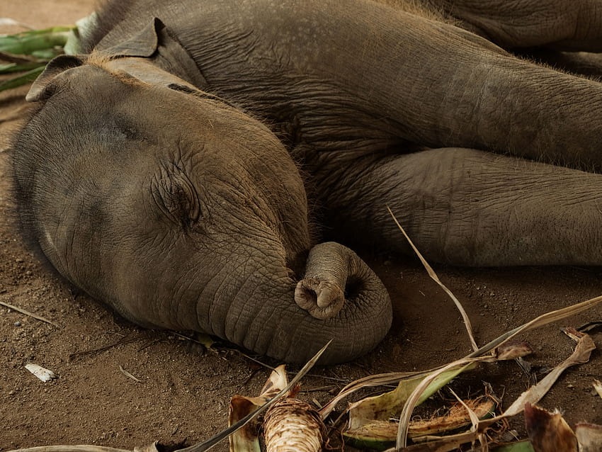 stok gajah asia, bayi gajah asia, sedang tidur Wallpaper HD