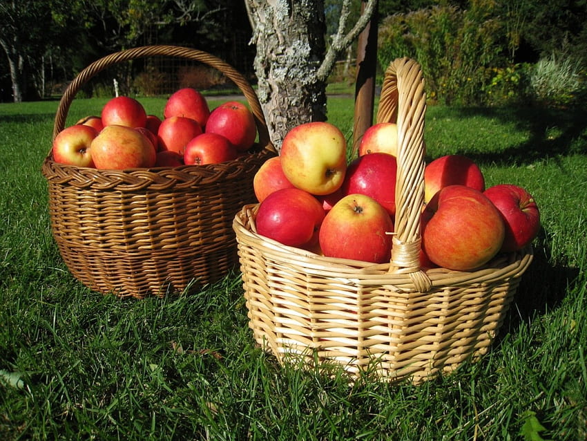 *** りんごがいっぱいのバスケット ***、バスケット、りんご、果物、自然 高画質の壁紙