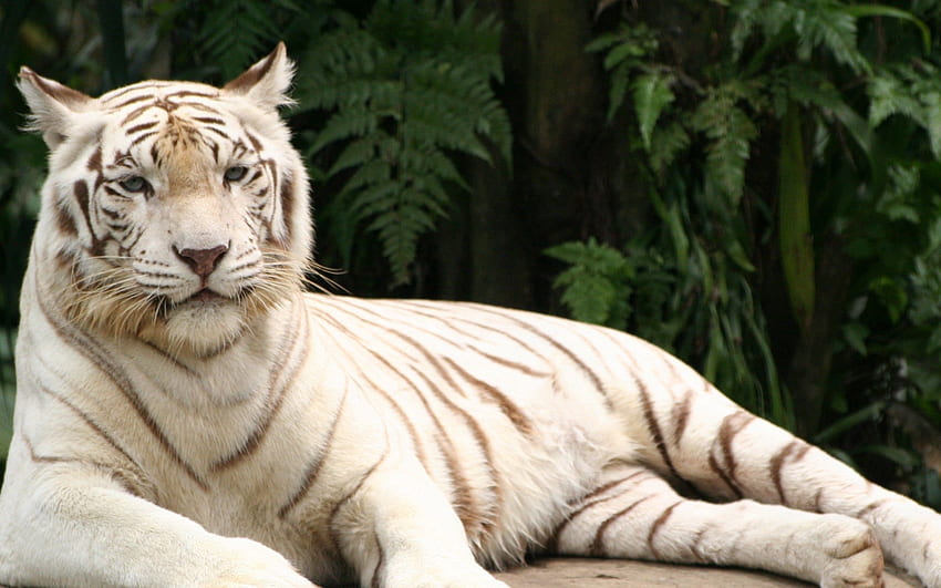 Tiere, hinlegen, liegen, gestreift, Raubtier, Tiger, Albino HD-Hintergrundbild