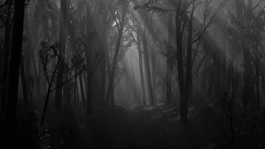 Foresta Nera - spaventoso, Foresta, Foresta oscura, Foresta astratta Sfondo HD