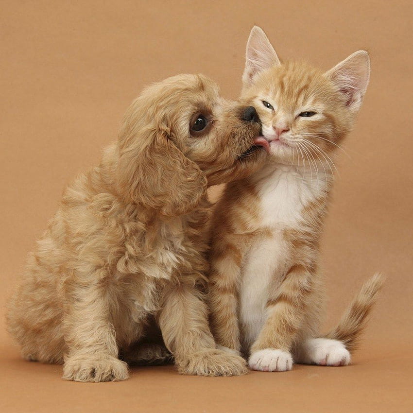 Kitty Puppy Love In For HD phone wallpaper | Pxfuel