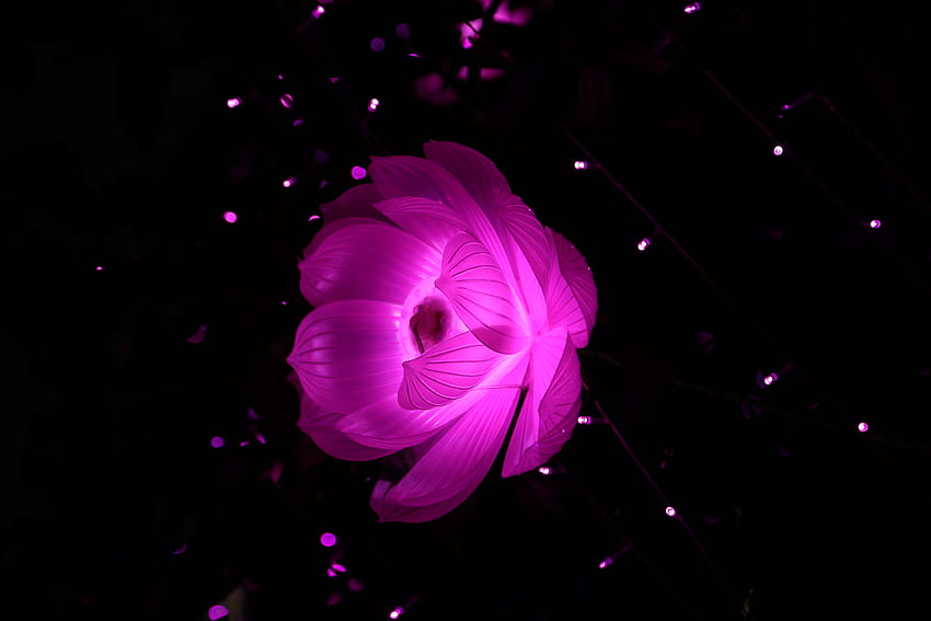 Abstract, Lotus, Flower, Shine, Light HD wallpaper