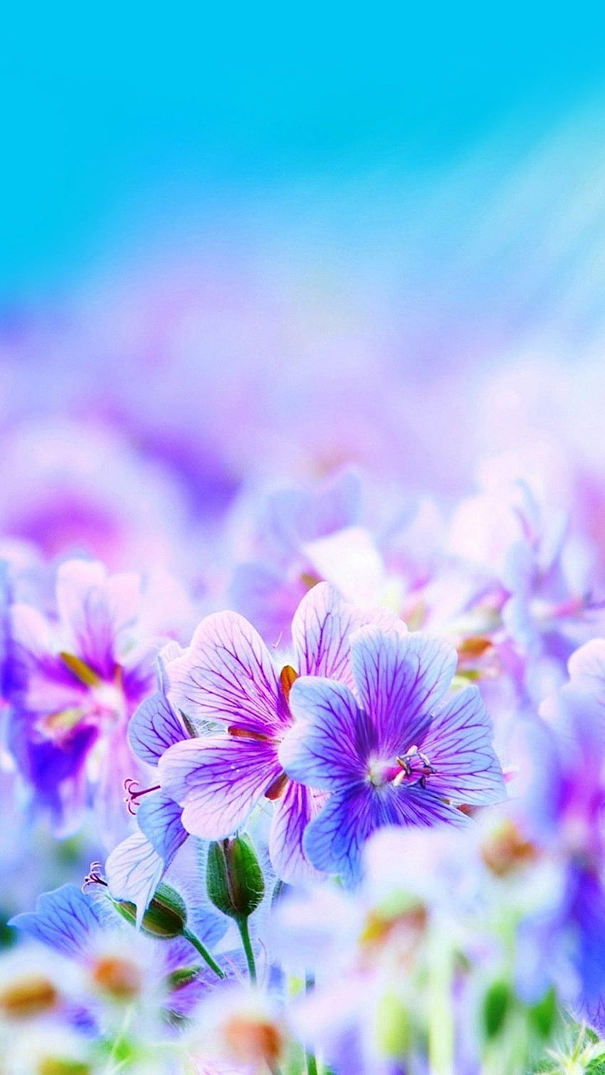 buntes Blumendruck-iPhone. IPhone . Blume, schöne Blume iPhone HD-Handy-Hintergrundbild