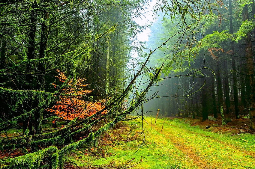 Morning Forest, mist, path, trees, beautiful, grass, forest HD wallpaper