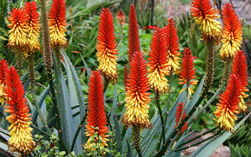 Aloe Vera, aloe, fiori, vera, cactus Sfondo HD