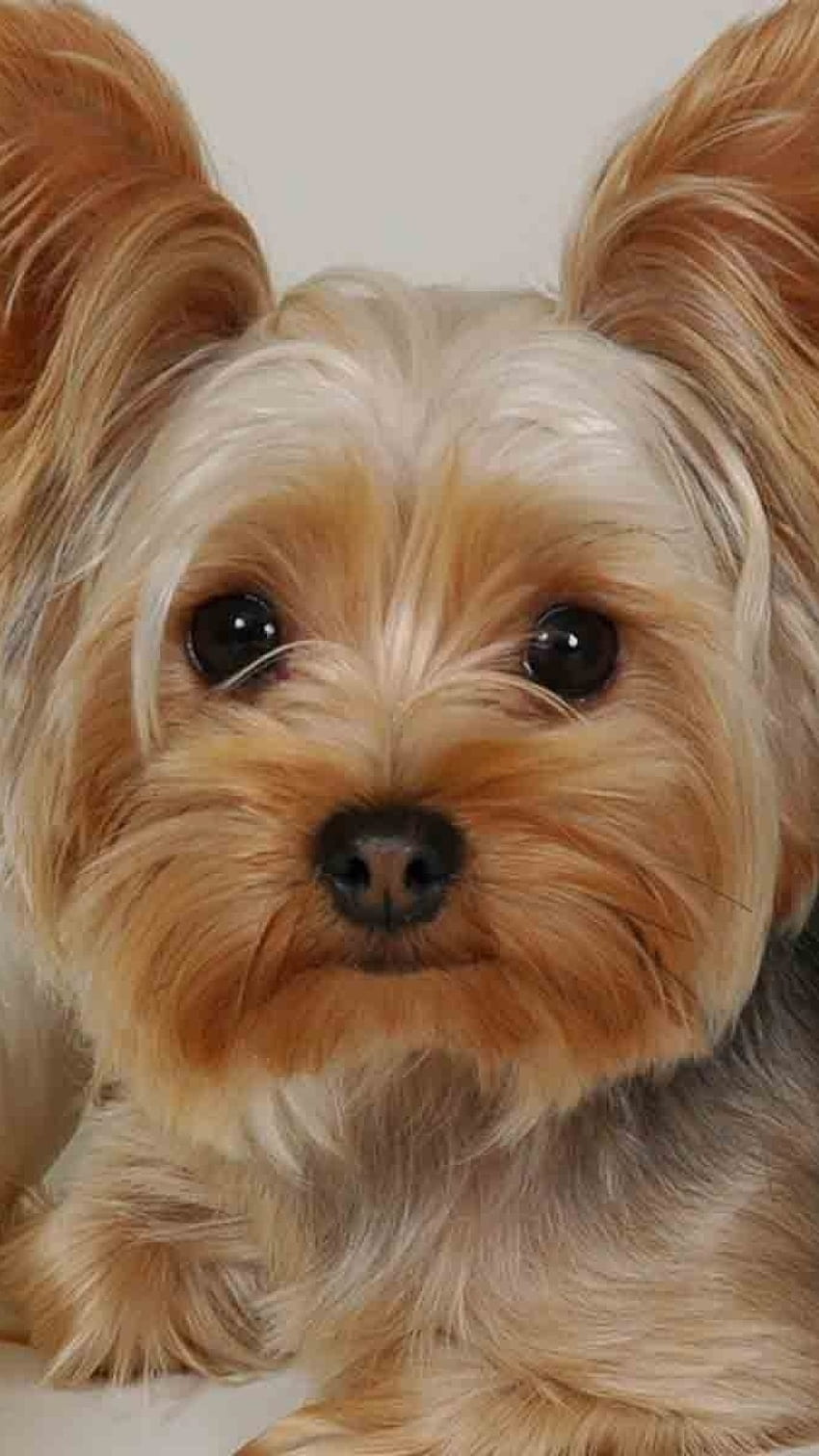 yorkshire terrier, lying, fabric, face, beautiful, dog HD phone wallpaper