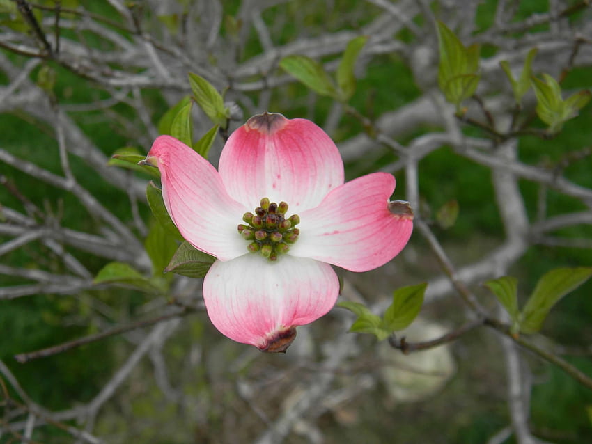 Cornus florida (sanguinello fiorito). Cassetta degli attrezzi per piante da giardiniere di estensione della Carolina del Nord Sfondo HD