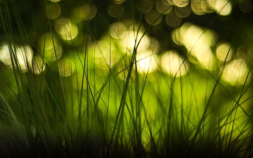 Grass and Blurred Bokeh Lights Nature Nature [] for your , Mobile & Tablet. Explore Grass . Green Grass , Grass, Blurred Grass HD wallpaper