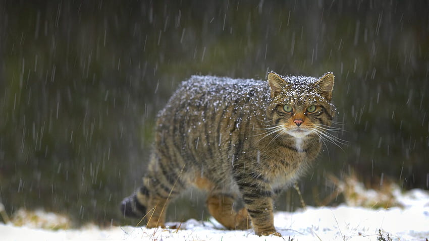 Scottish Wildcat – Bing, Scottish Winter HD wallpaper