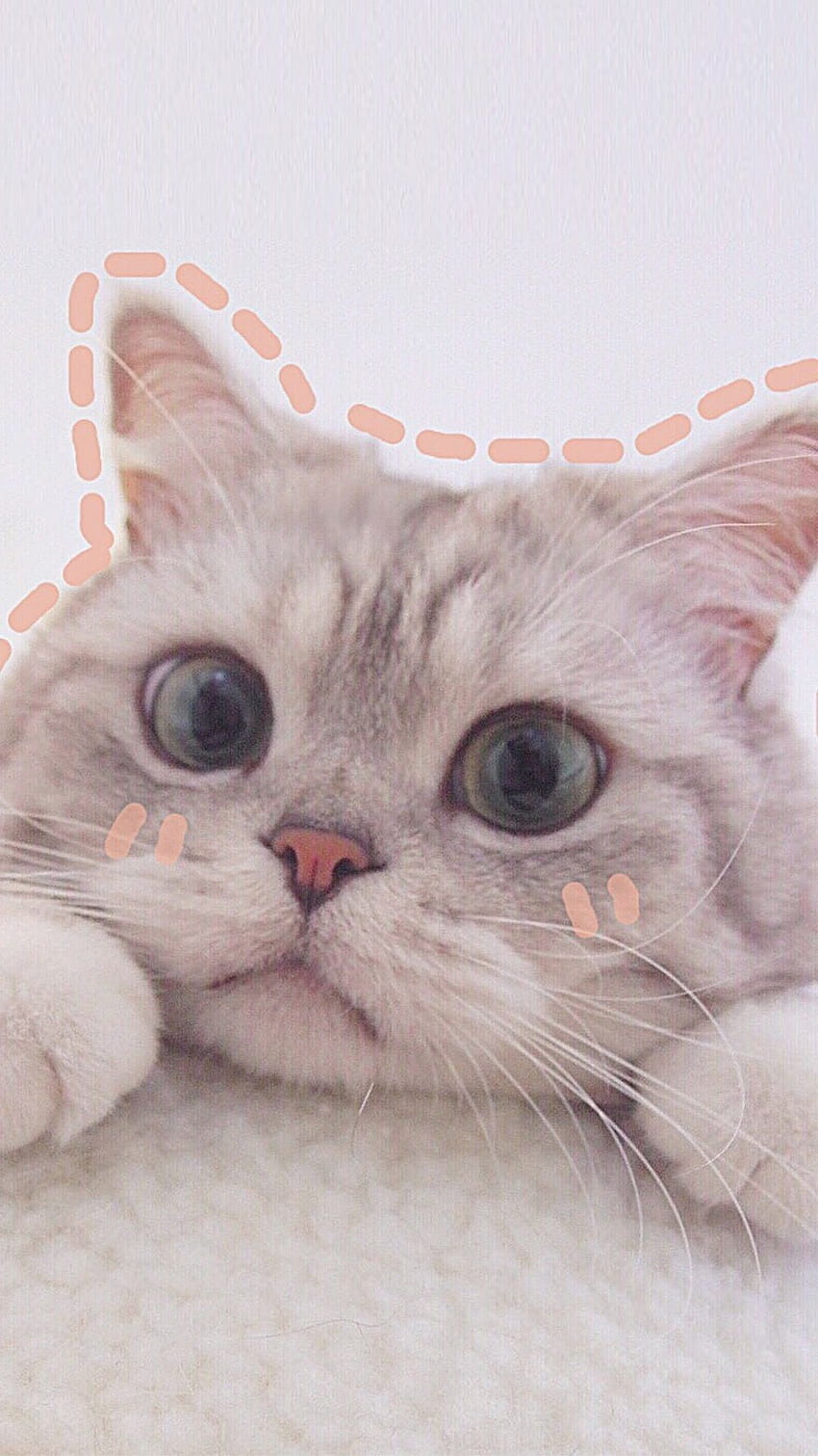 Pin oleh Trash Can di Apenas coisas de gato. Kucing cantik, Anak kucing, Cute Cat Aesthetics Papel de parede de celular HD