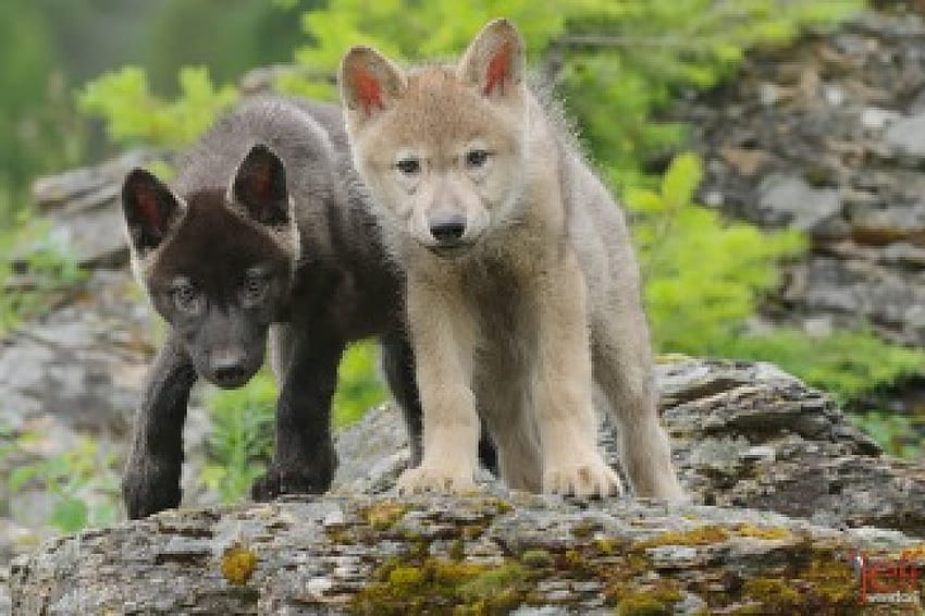 вълчи кученца, зима, куче, canis lupus, вълк единак, вълк, вой, сняг, глутницата, митичен, бял, дървен материал, вълци, сиво, лобо, мъдрост красива, сив вълк, природа, кучешки, приятелство, арктика, самота, черно, цитати, глутница вълци, диво животно черно, бягане с вълци, абстрактно, пакет, величествен, вой, дух, вълк HD тапет