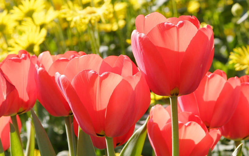 Beautiful tulips, yellow, red, nature, flowers, tulips, beauty HD wallpaper