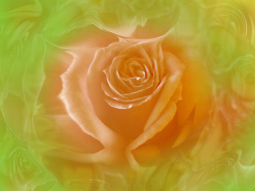 Rose orange, rose, fleurs Fond d'écran HD