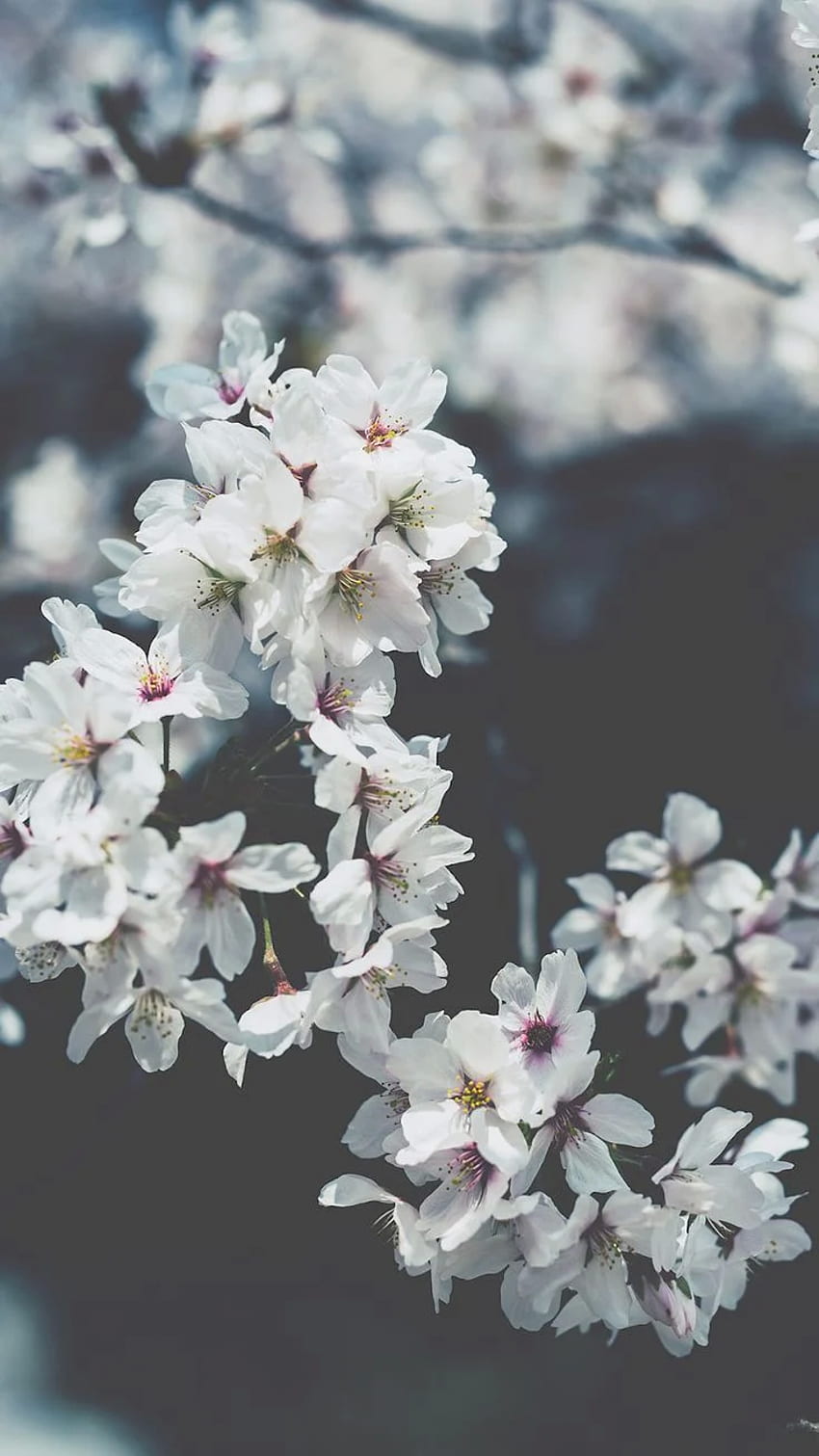 Cherry blossom HD phone wallpaper