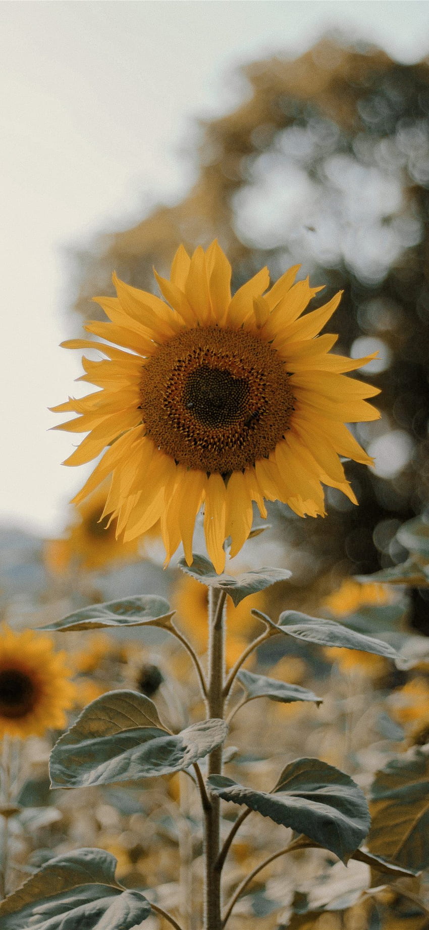 a sunflower ;) iPhone X, Red and Yellow Sunflower HD phone wallpaper