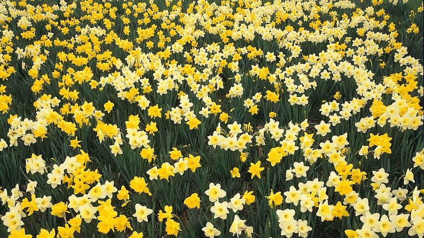 Flowers, Narcissussi, Greens, Flower Bed, Flowerbed, Spring HD wallpaper