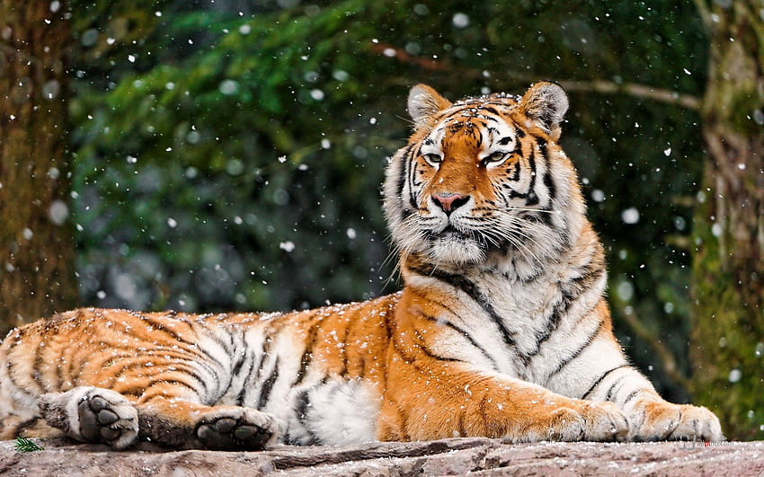 動物, 雪, 横になる, うそをつく, 虎, 動物 高画質の壁紙