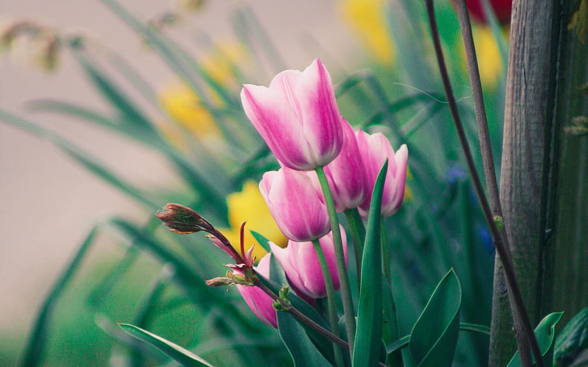 Tulipany w rozkwicie, kolorowe, lato, natura, kwiat, tulipany Tapeta HD