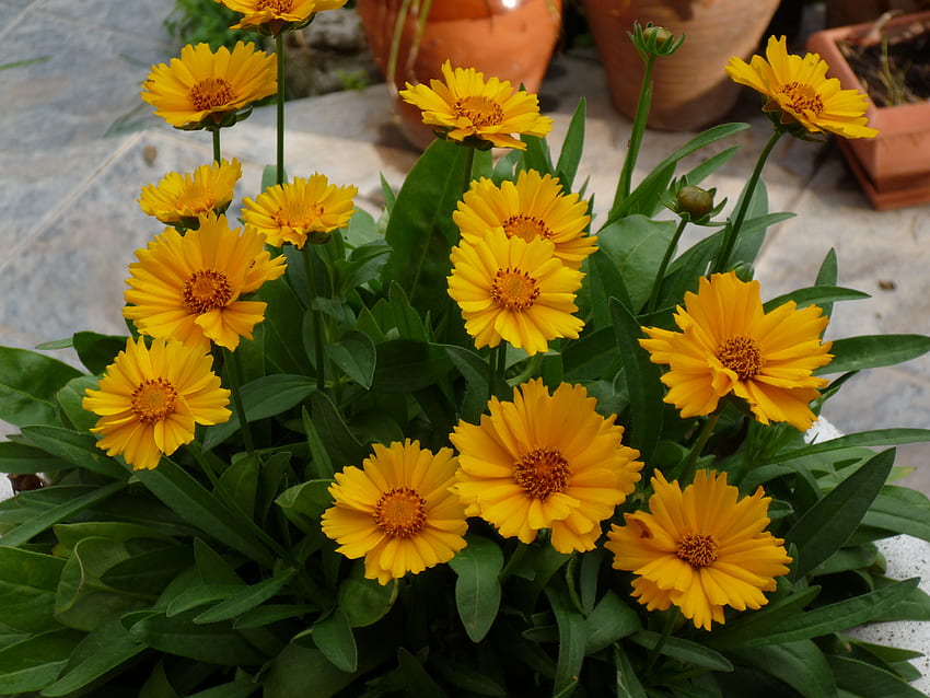 margaritas, yellow, beautiful, pot, daisies HD wallpaper