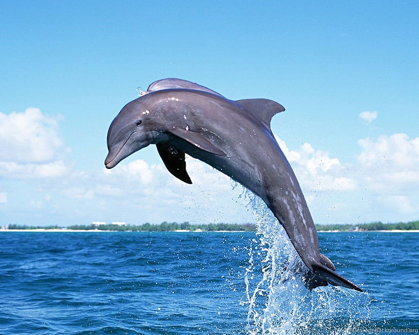 Dolphin And Background Background HD wallpaper