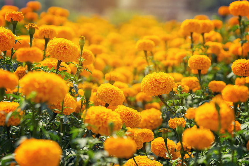 Marigolds, Kolor żółty, Kwiaty, Ogród Tapeta HD