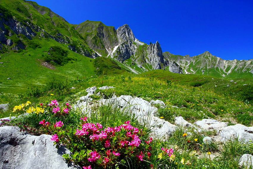 Mountain wildflowers, scenery, grasslsnd, slope, greenery, rocks, hill, mountain, meadow, beautiful, wildflowers HD wallpaper