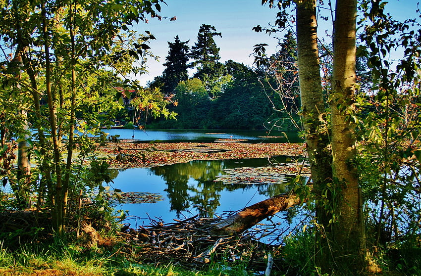 Lovely Pond, plants, awesome, , cena, colors, reflections, nice, scenery, trees, fullscreen, scenario, mirror, maroon, white, lively, woods, luxury, house, landscape, forests, grass, panorama, cenario, leaves, luxurious, green, view, nature, leaf, trunks, paisage, grove, foliage, blue, colorful, graphy, waterscape, high definition, , pines, beauty, brown, scenic, , amazing, , laguna, paysage, water, pond, scene, beautiful, lagoons, lakes, hop, branches, paisagem, cool, clouds, sky, rivers HD wallpaper