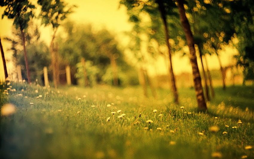 ธรรมชาติ ดอกไม้ หญ้า ฤดูร้อน เบลอ ฟิลด์ เอฟเฟ็กต์ วอลล์เปเปอร์ HD