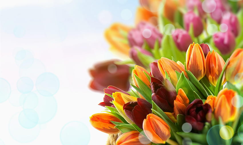 Blumen, Tulpen, mehrfarbig, Nahaufnahme HD-Hintergrundbild