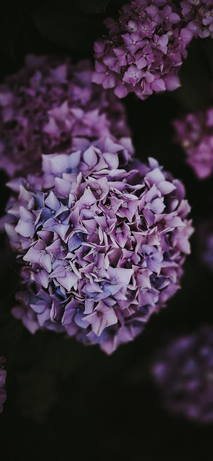 Hydrangea iPhone X, Purple Hydrangea HD phone wallpaper