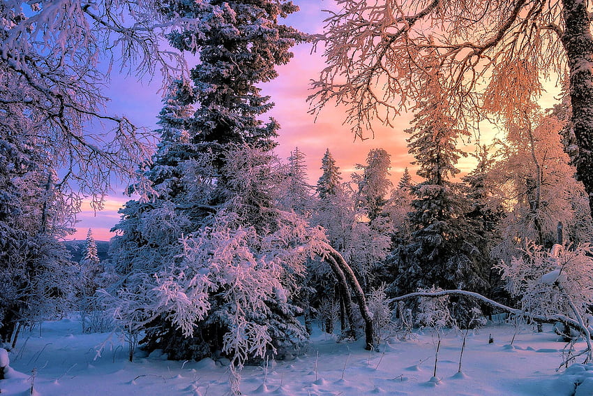 Zimowy poranek, drzewa, kolory, niebo, śnieg Tapeta HD
