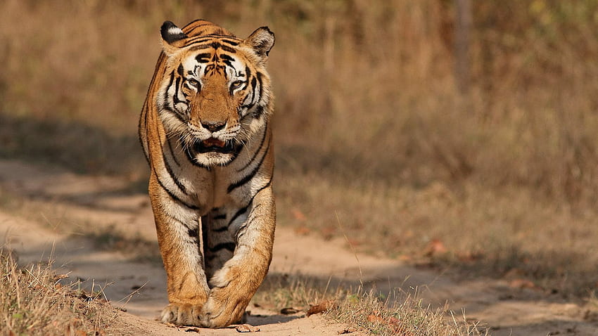 Dominant Male Tiger Munna From Kanha National Park - Kanha Tiger Reserve Madhya Pradesh, Tiger 2022 HD wallpaper