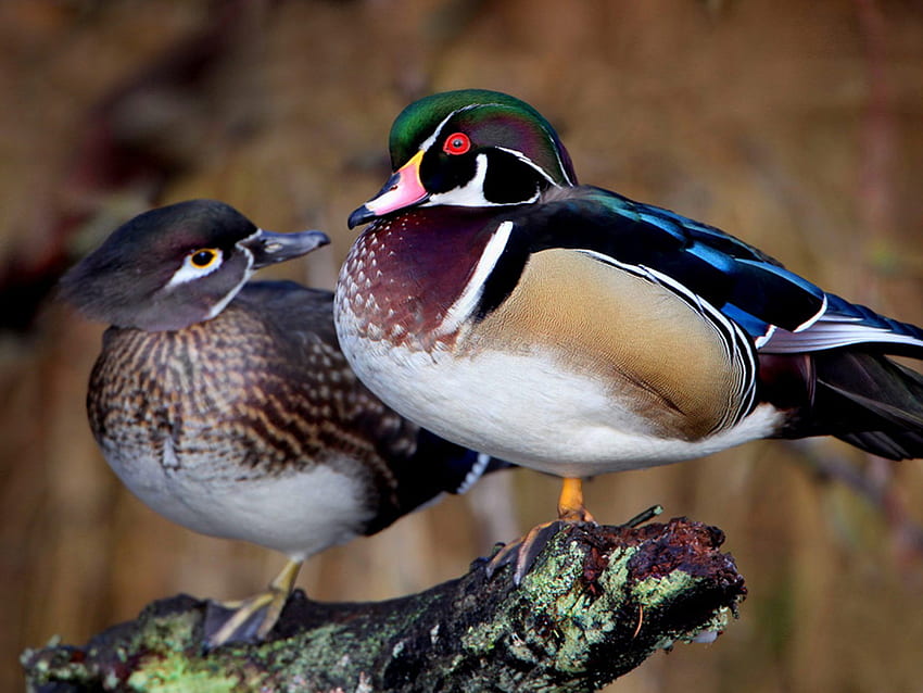 Birds Male And Female Duck Couple Wood HD wallpaper