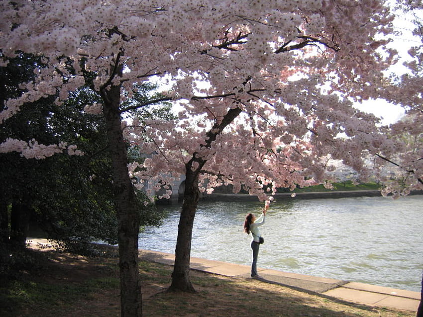 musim semi, merah muda, danau, sakura Wallpaper HD
