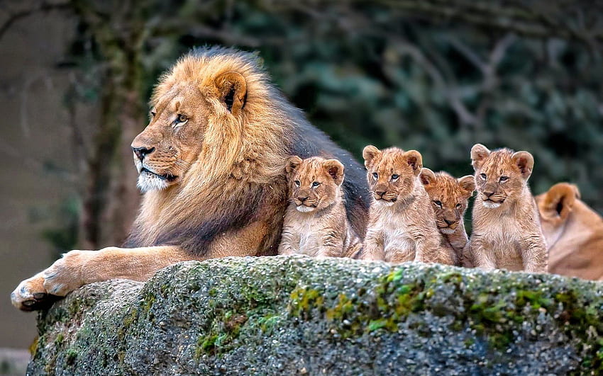 Id - Lion Family -, Cute Animal Family HD wallpaper