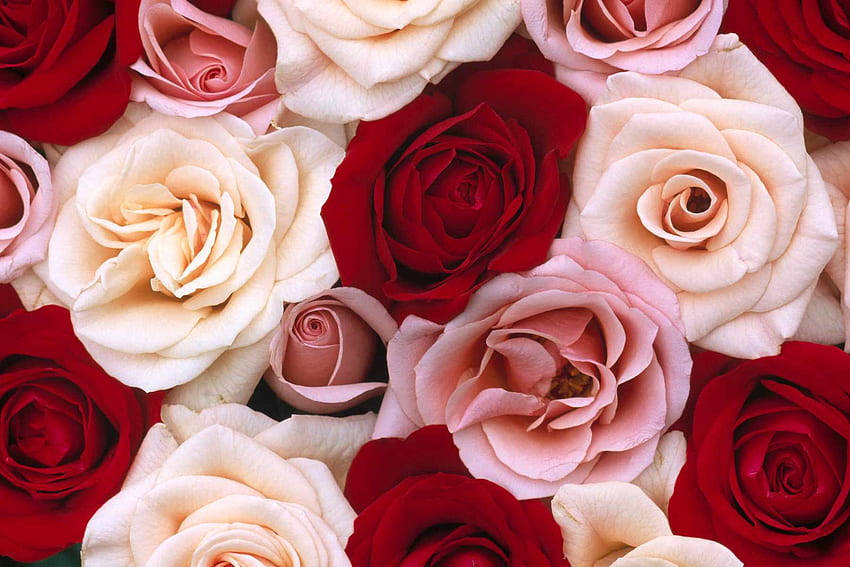 Online Rose, Red and Pink Flowers HD wallpaper