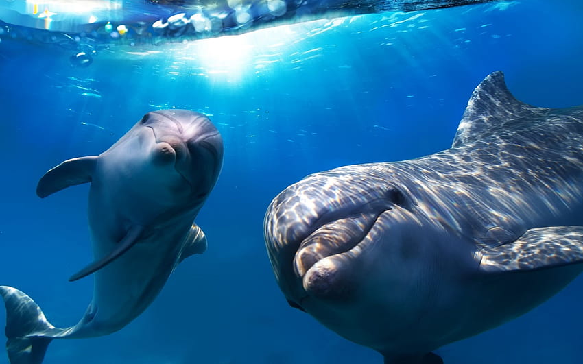 Delfines bajo el agua., Delfines bajo el agua fondo de pantalla
