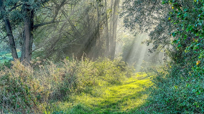 Arbustos Hierba Campo Plantas Árboles Ramas Bosque Luz Del Sol Rayos