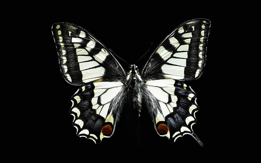 Papillon, blanc, noir, beurre, mouche, insecte Fond d'écran HD