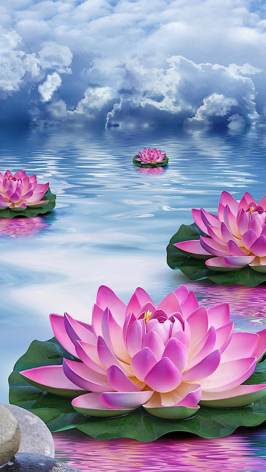 Pink flowers, cloud, sky, blue, lotus, lake HD phone wallpaper
