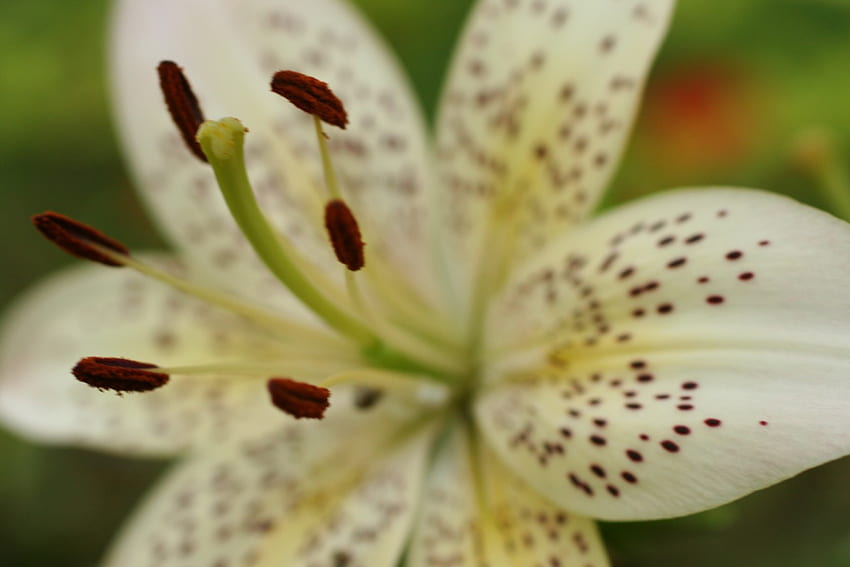 One Less Frown.... , pollen, garden, speckles, lily HD wallpaper