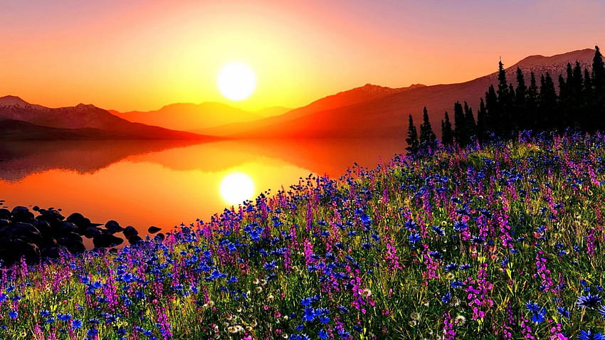 Планинска поляна по залез с цветя, борови дървета, планини, отражение на небето върху червено в езерото за, цветя и езера HD тапет
