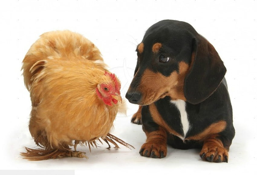 Bassotto con pollo, cane, pollo, bassotto, uccello, animale domestico Sfondo HD