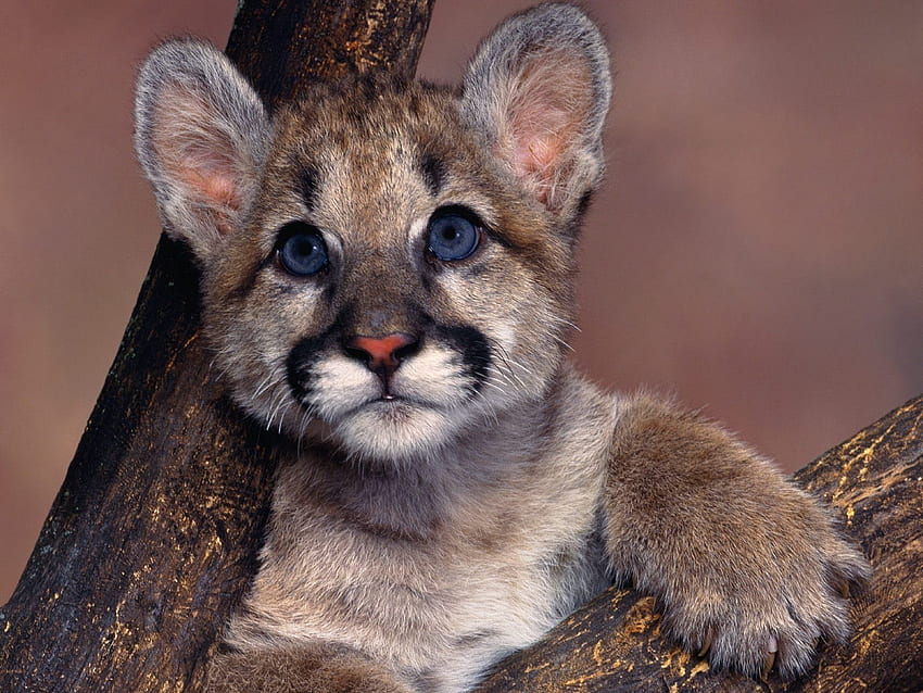 cougar, Puma, Blue, Eyes, Cute, Baby, Animal / and Mobile Background HD wallpaper